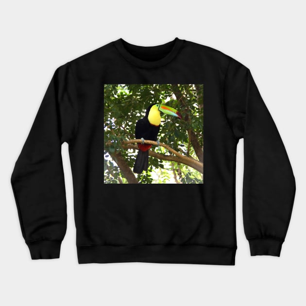 Keel-billed Toucan Crewneck Sweatshirt by Carole-Anne